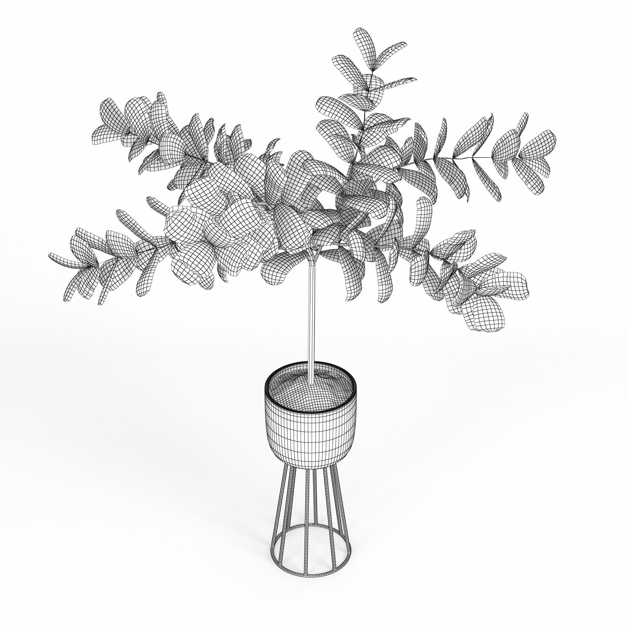 Ficus Lyrata 3D model_6