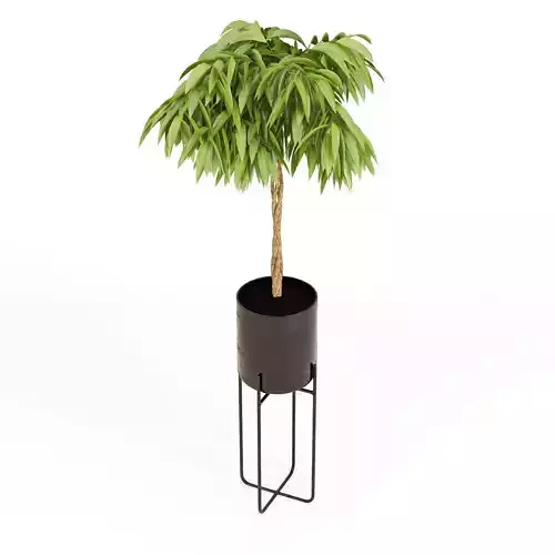 Ficus Amstel King Braid