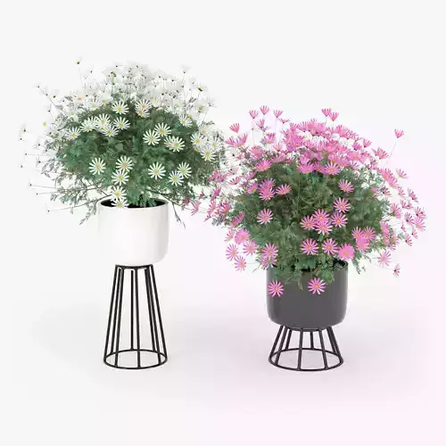 chamomile daisies in pots 3D model