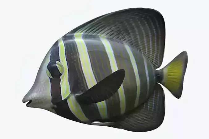 Zebrasoma Fish 3