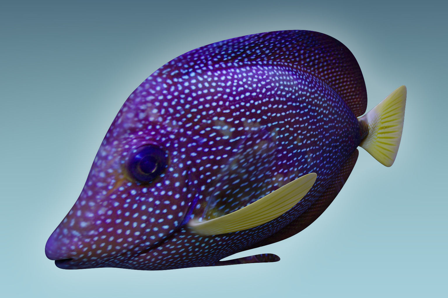 Zebrasoma Fish 5 3D model_2