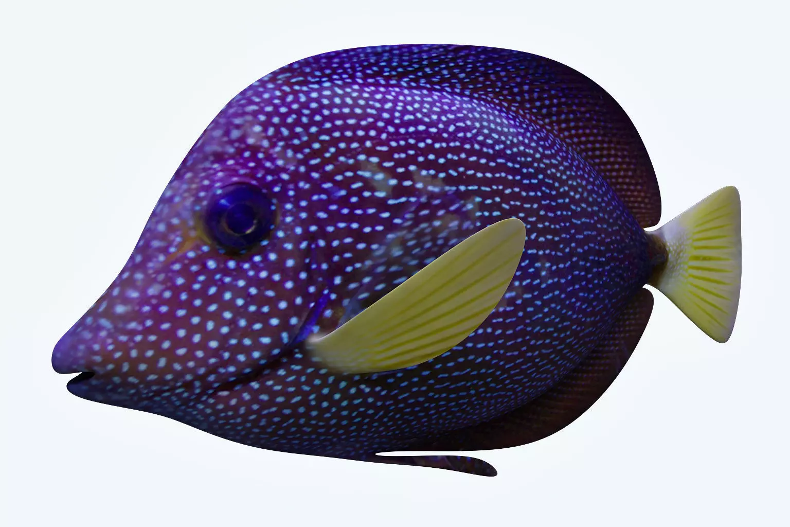 Zebrasoma Fish 5 3D model_0