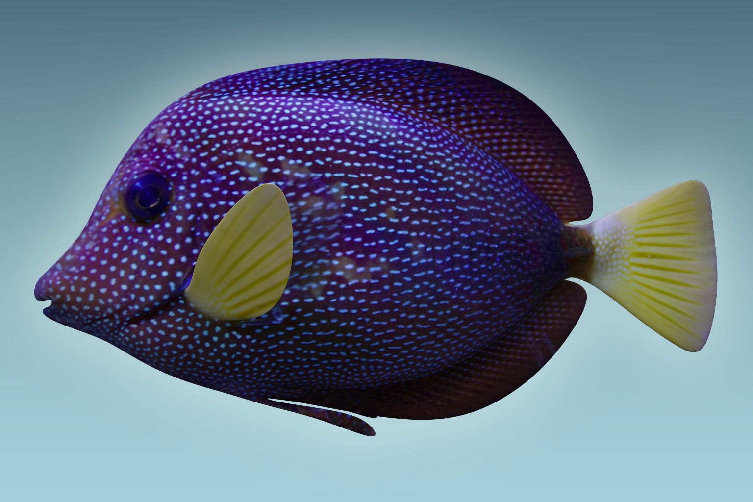 Zebrasoma Fish 5 3D model_1