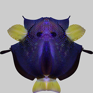 Zebrasoma Fish 5 3D model_9