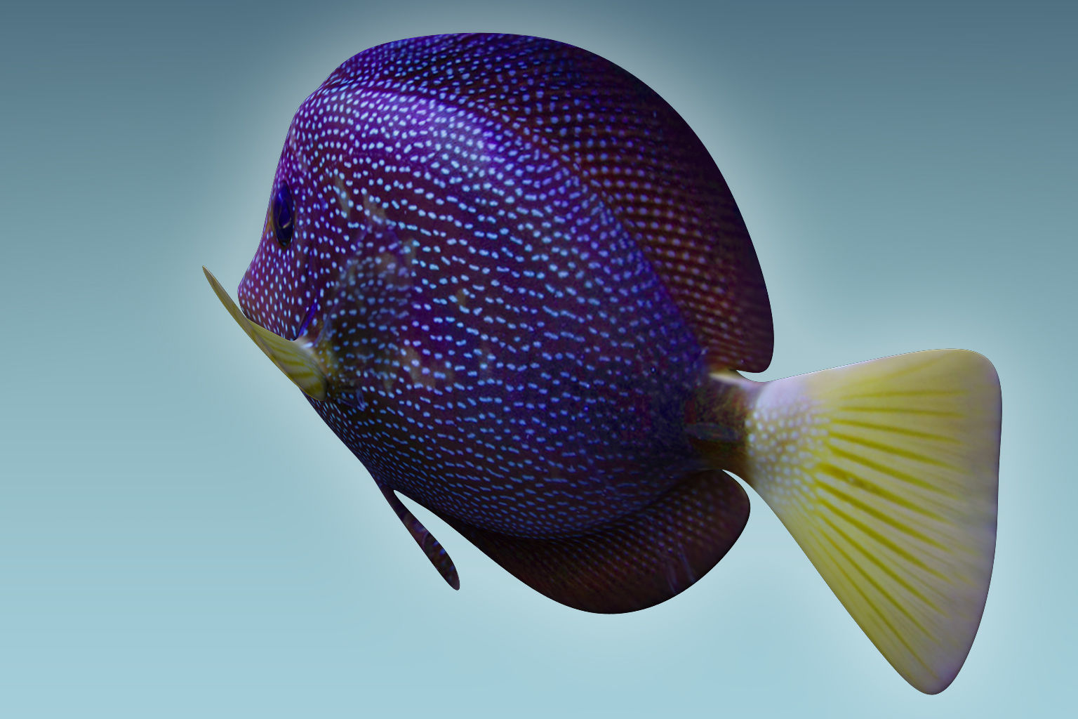 Zebrasoma Fish 5 3D model_3