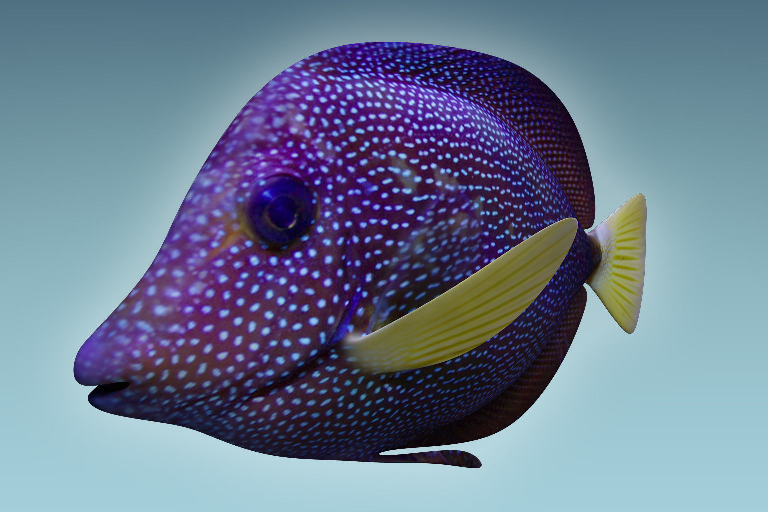 Zebrasoma Fish 5 3D model_4