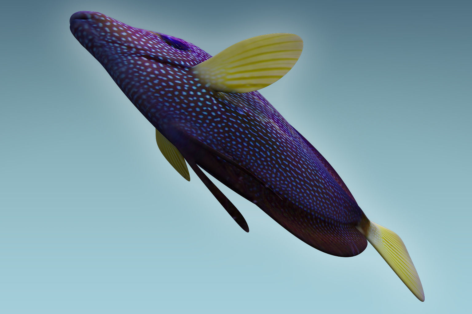 Zebrasoma Fish 5 3D model_6