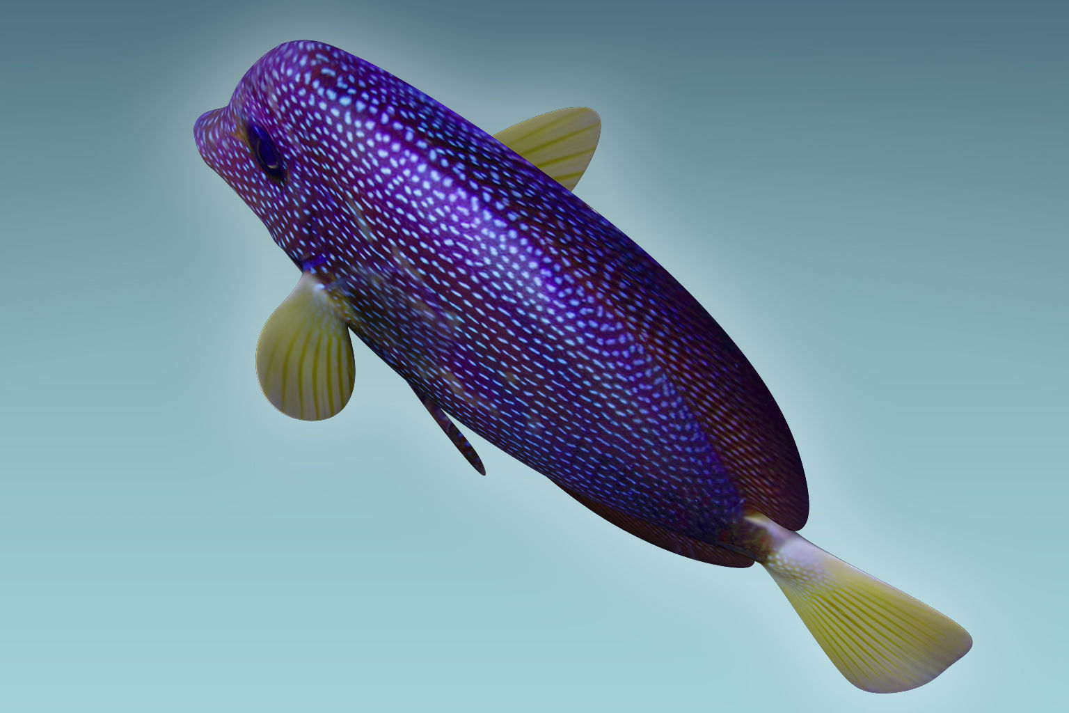 Zebrasoma Fish 5 3D model_5