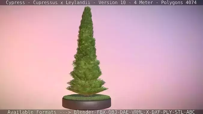 Cypress - Cupressus x Leylandii - Version 10 - 4 Meter Low-poly 3D model