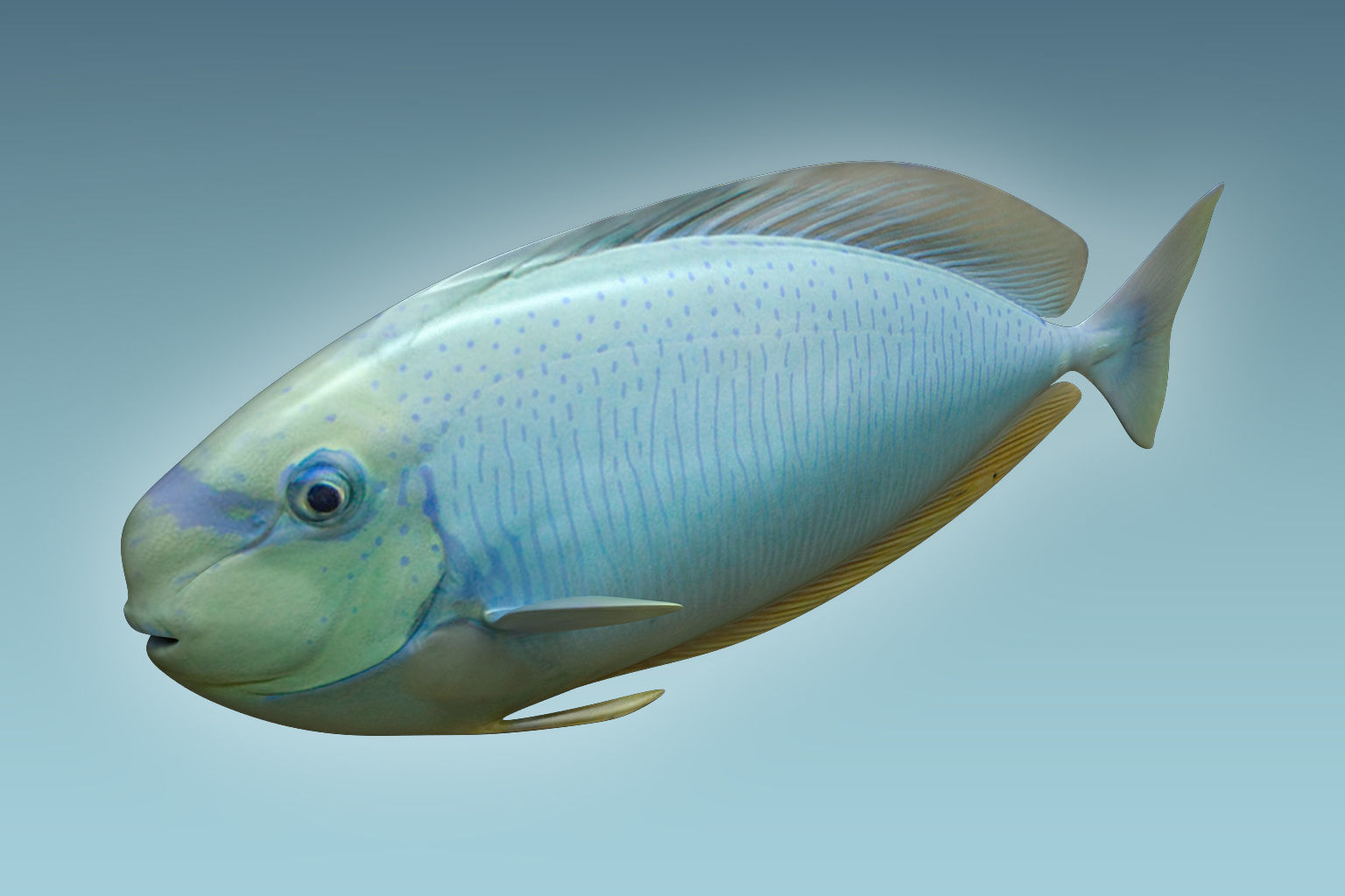 Pale Fish 3D model_2