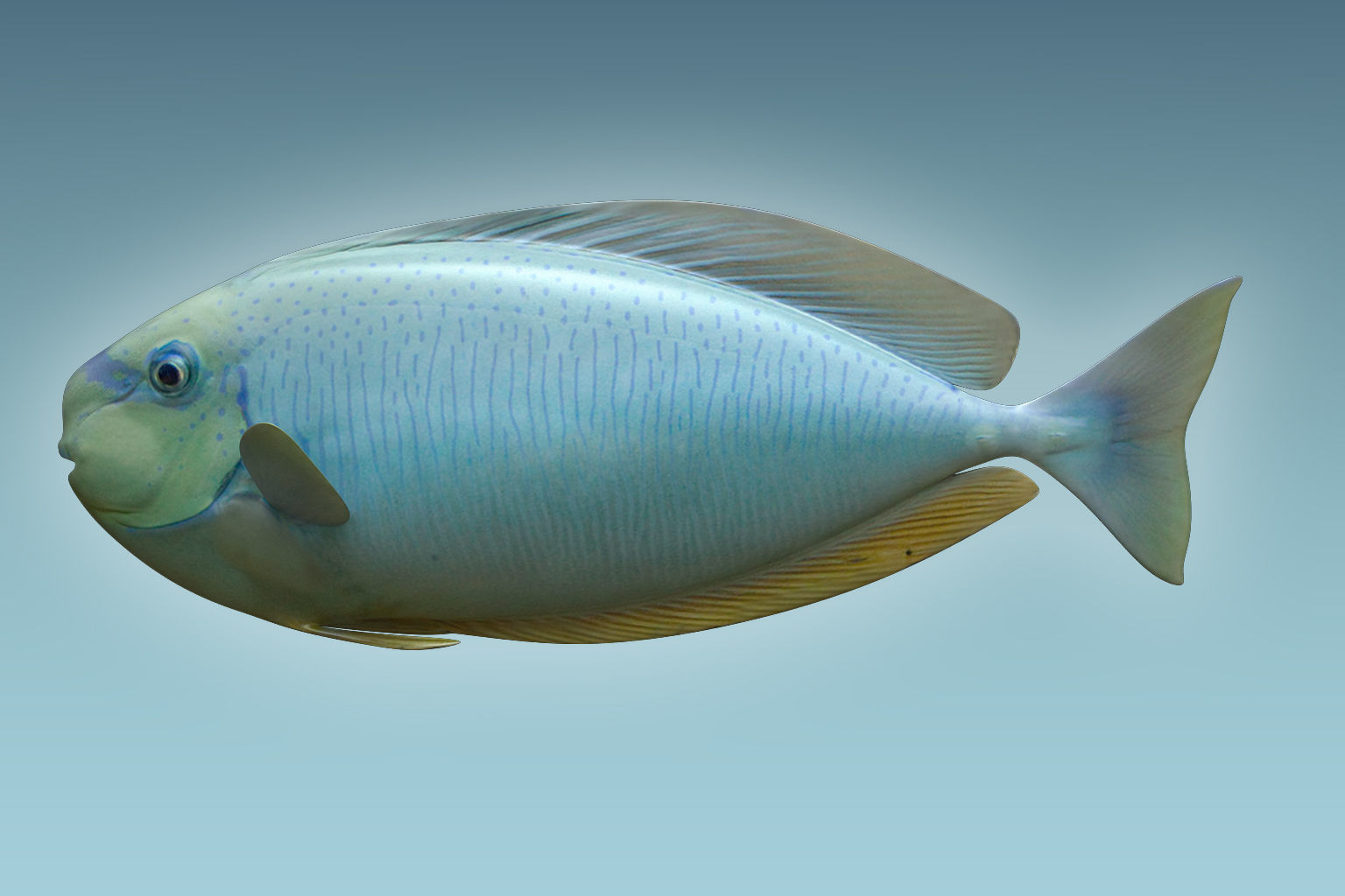 Pale Fish 3D model_1
