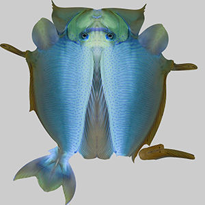 Pale Fish 3D model_9