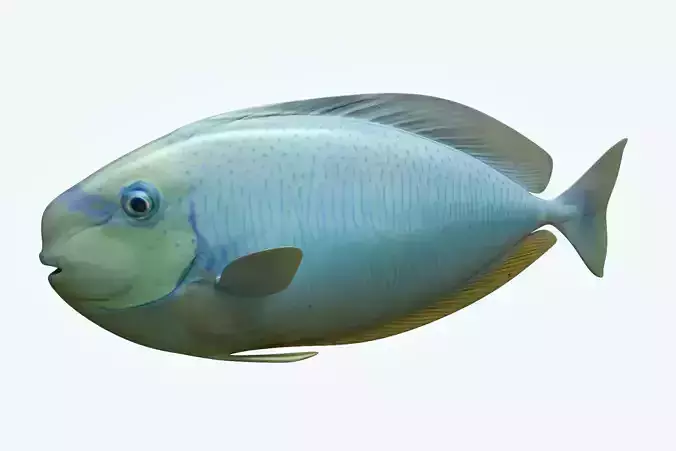 Pale Fish