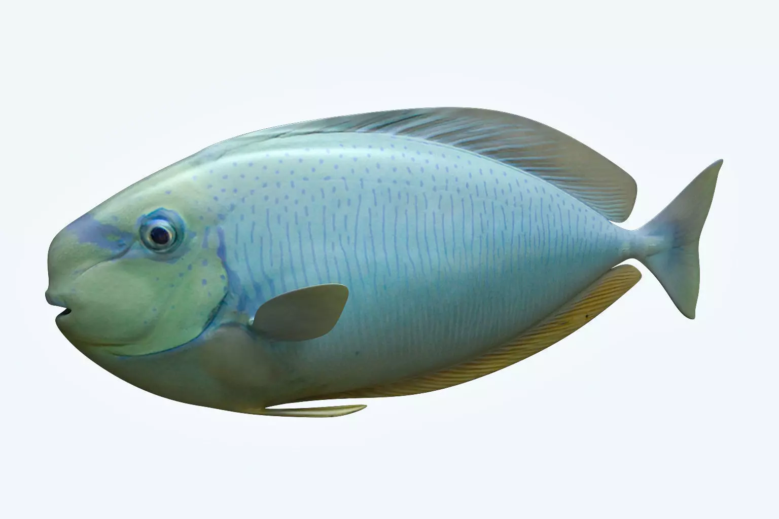 Pale Fish 3D model_0