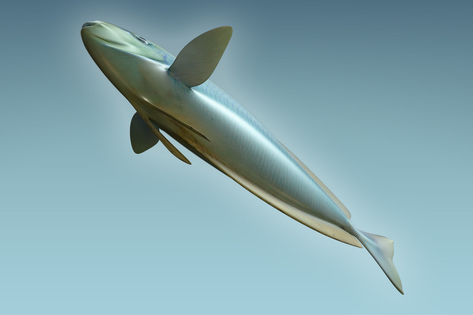 Pale Fish 3D model_6