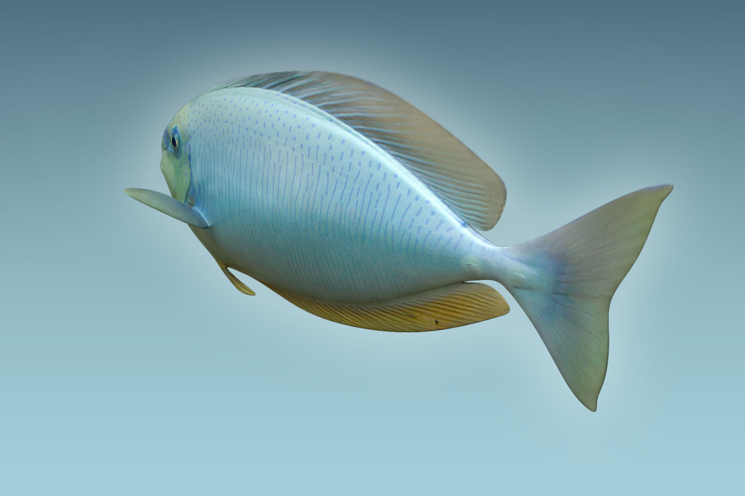 Pale Fish 3D model_3