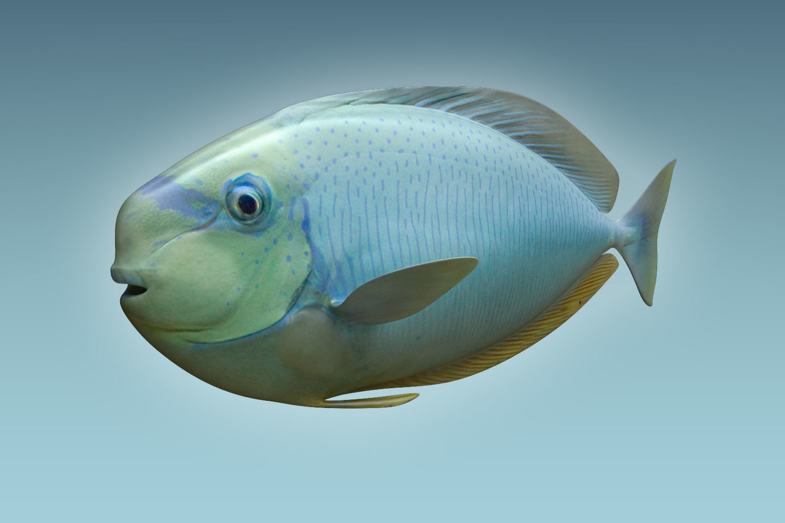 Pale Fish 3D model_4