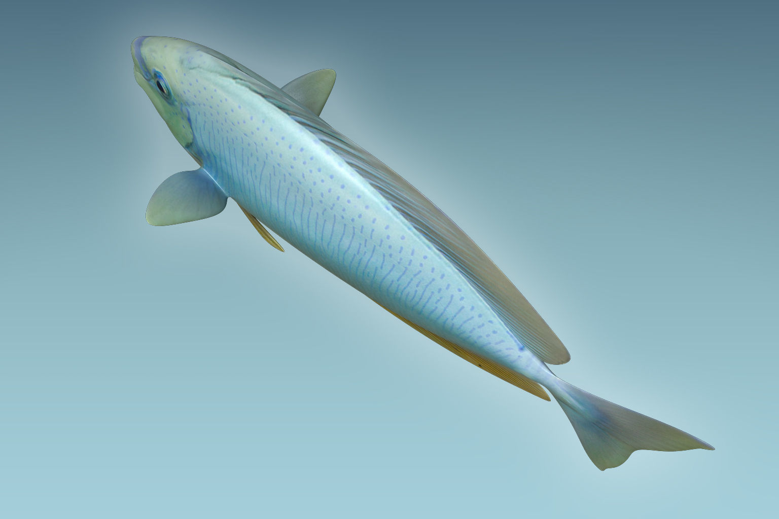 Pale Fish 3D model_5