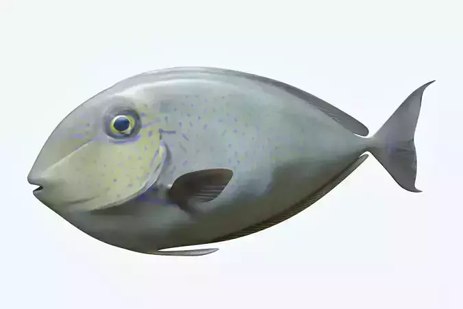 Pale Fish 2 3D model