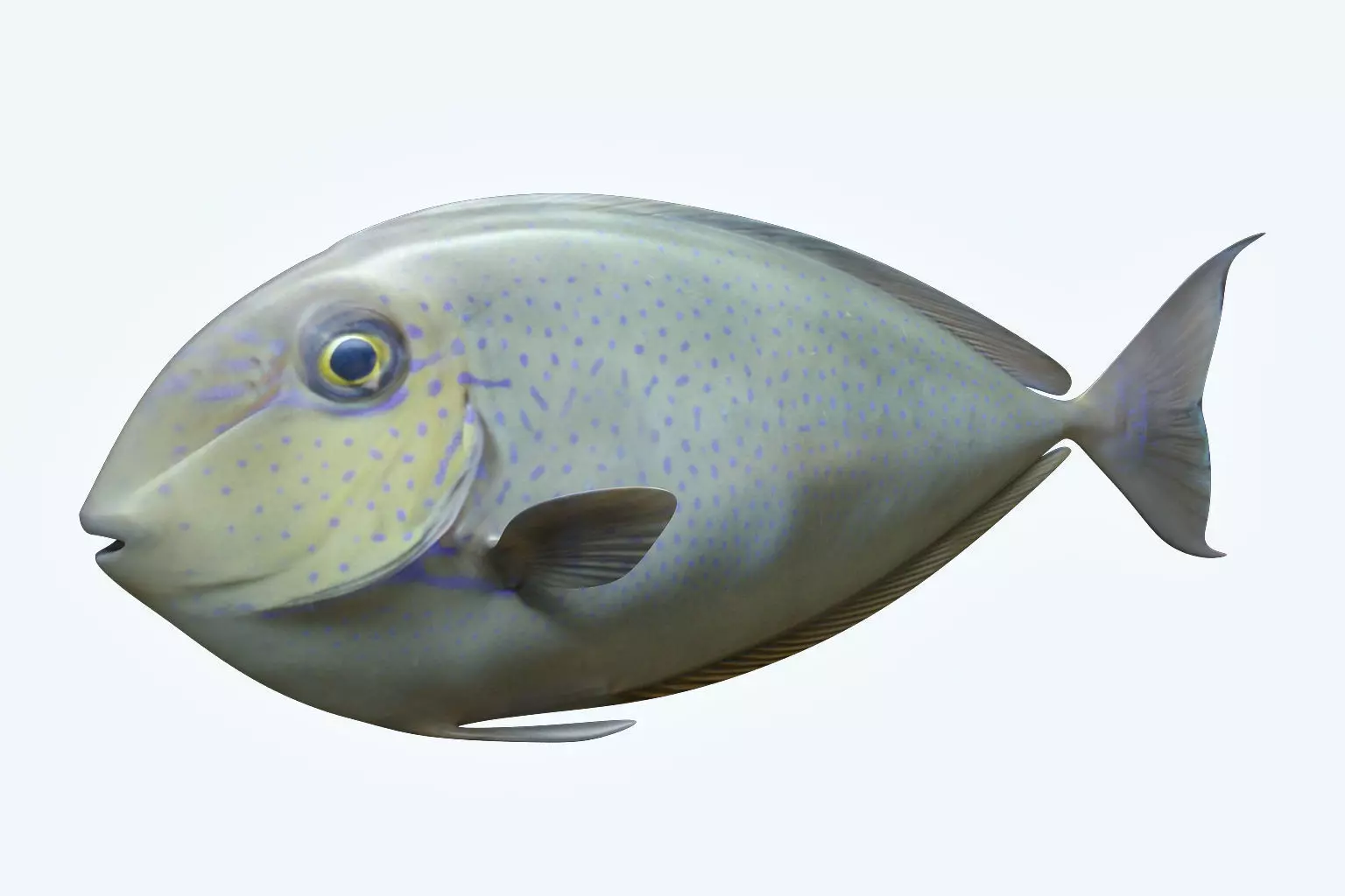 Pale Fish 2 3D model_0