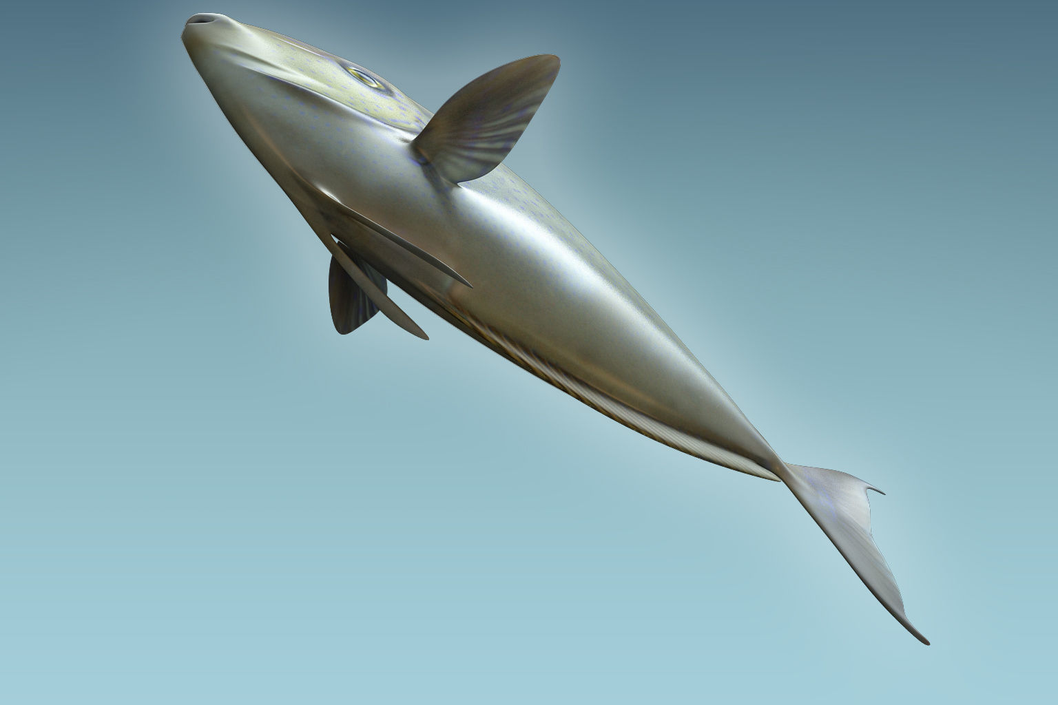 Pale Fish 2 3D model_6