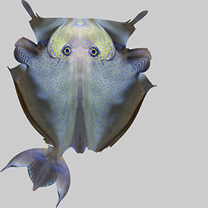 Pale Fish 2 3D model_9