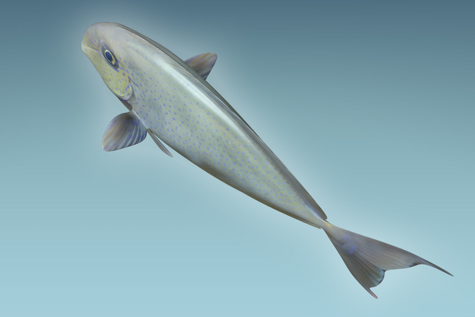 Pale Fish 2 3D model_5