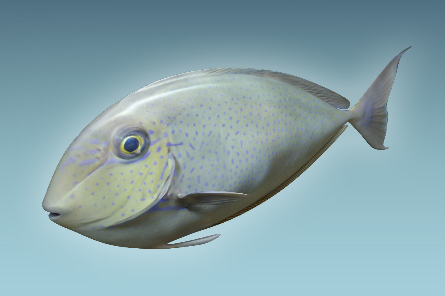 Pale Fish 2 3D model_2
