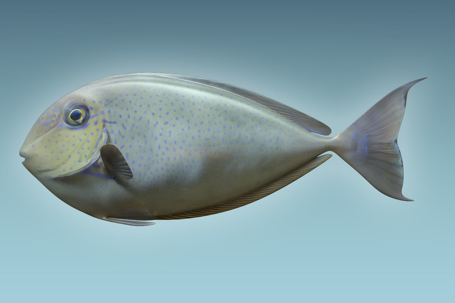 Pale Fish 2 3D model_1