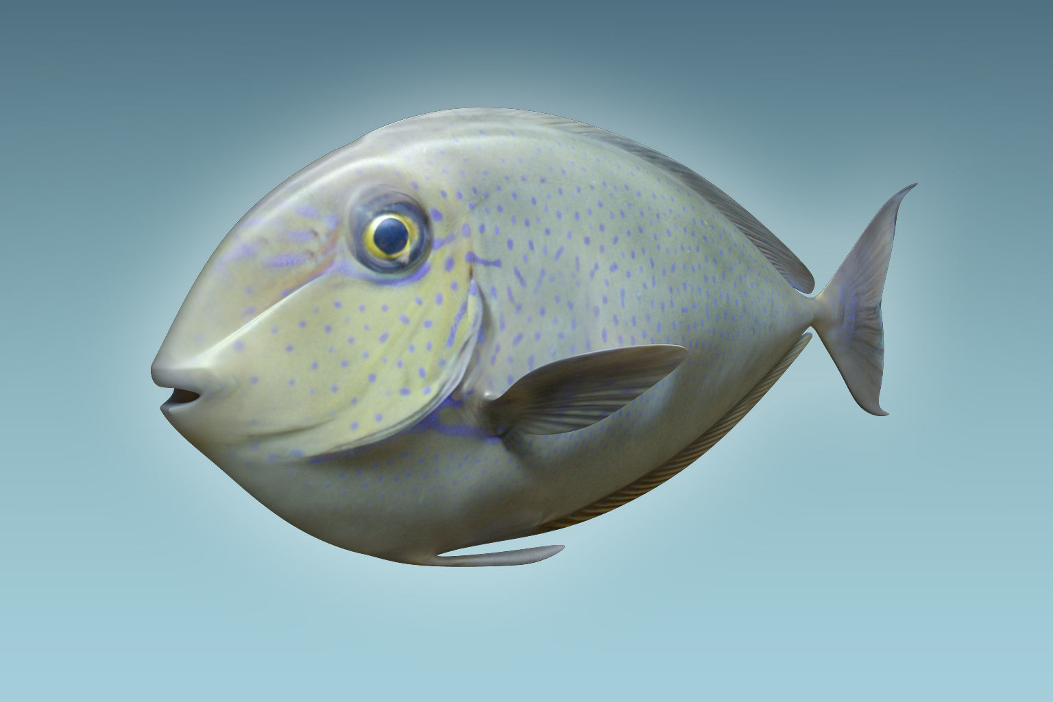Pale Fish 2 3D model_4