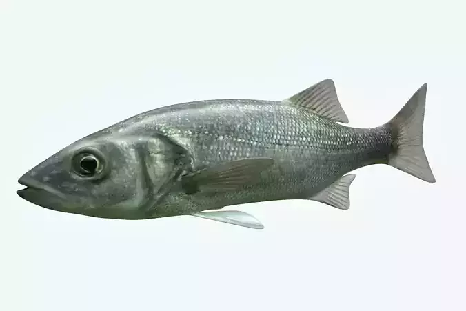 Dicentrachus Fish
