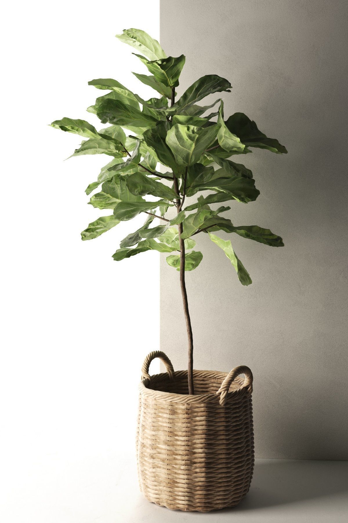 Ficus in Woven Seagrass Basket 3D model_1