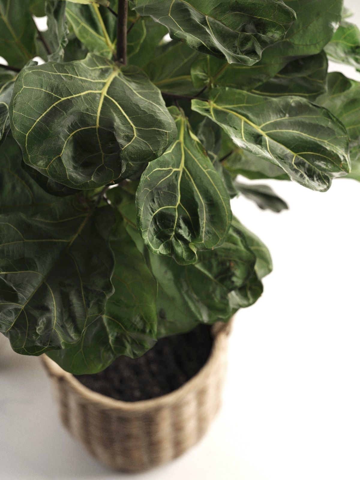 Ficus in Woven Seagrass Basket 3D model_2