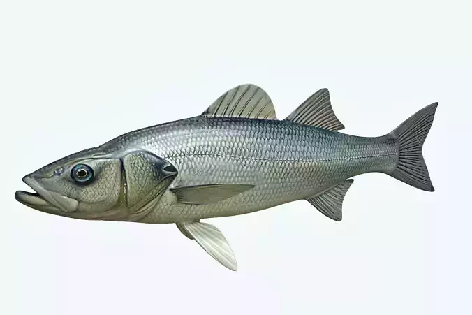 Seabass Fish 3D model