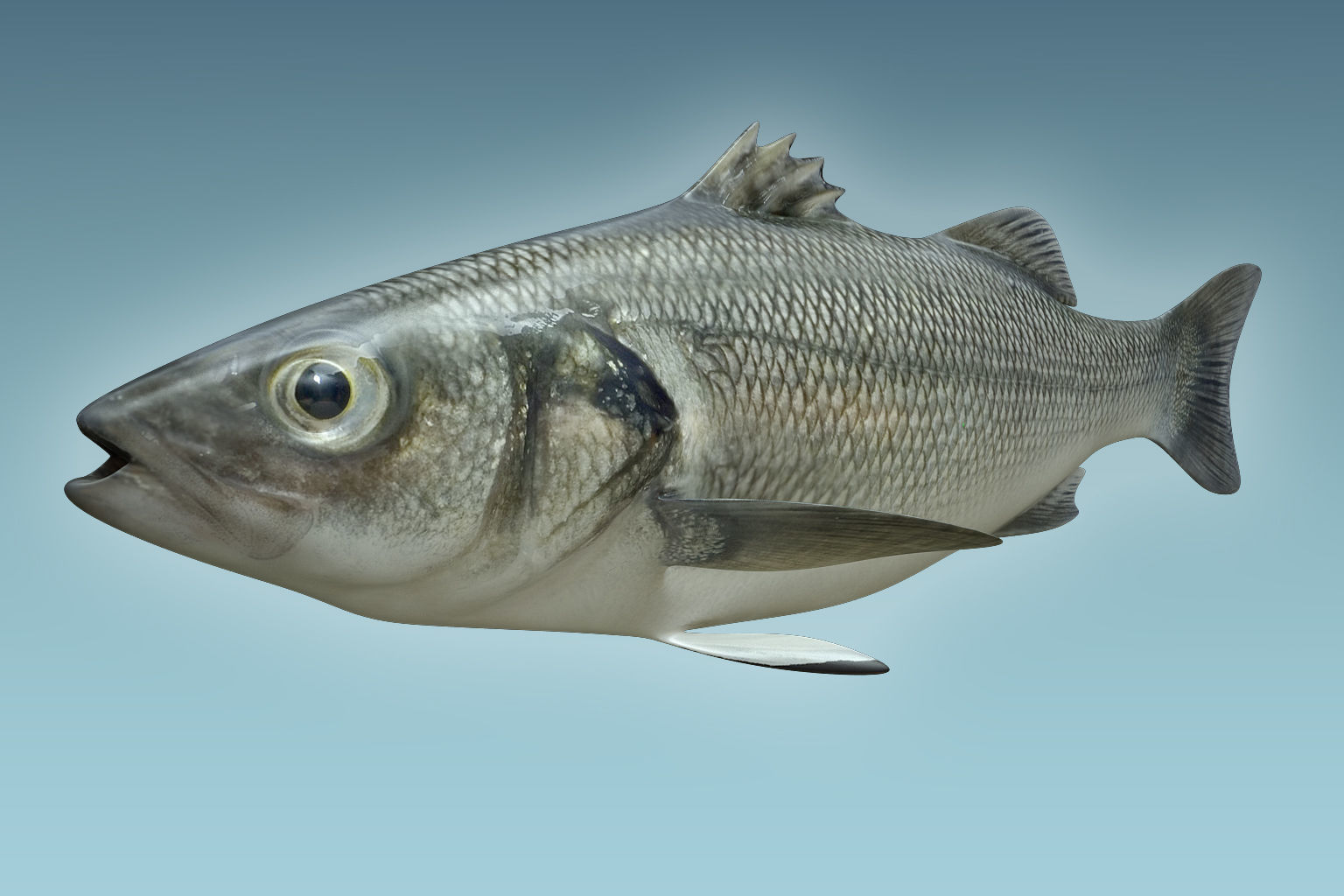 Barfish shark flying in sky 3D model_4