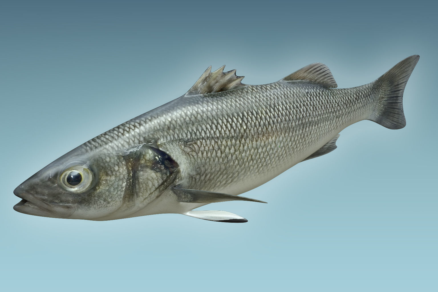 Barfish shark flying in sky 3D model_2