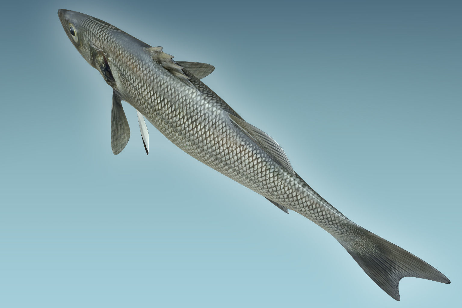 Barfish shark flying in sky 3D model_5