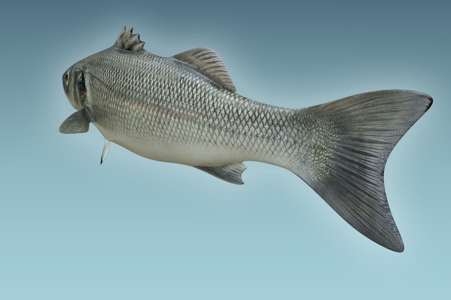 Barfish shark flying in sky 3D model_3