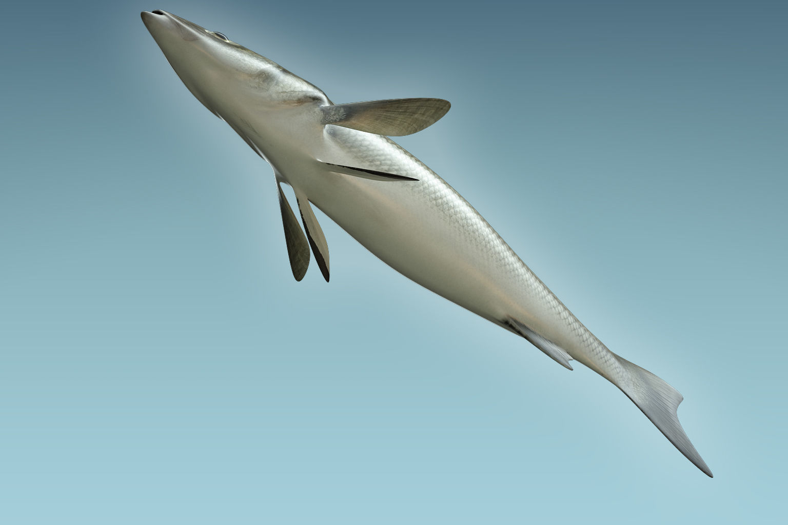 Barfish shark flying in sky 3D model_6