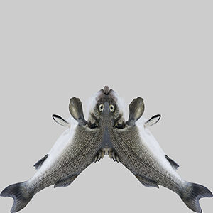 Barfish shark flying in sky 3D model_9