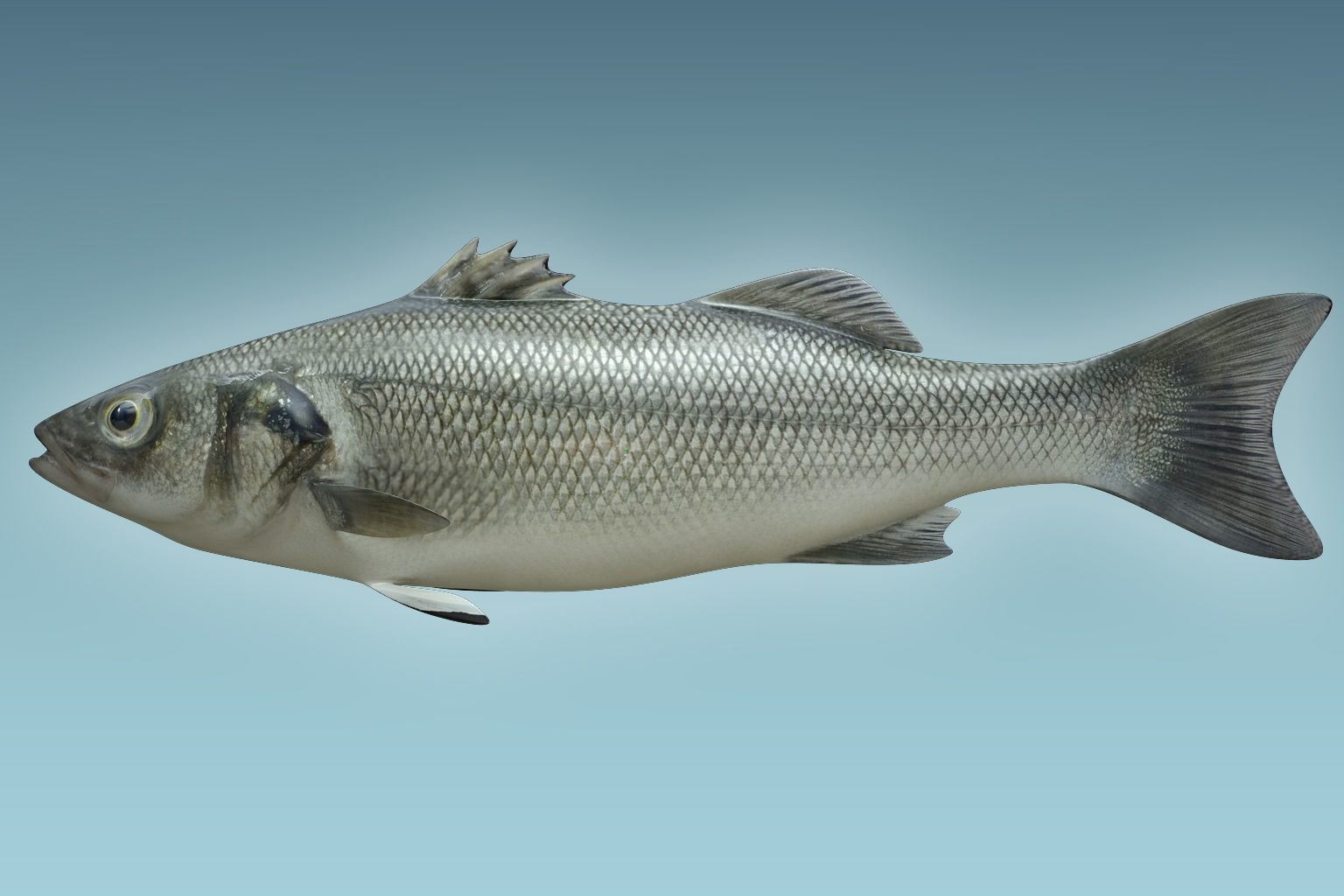Barfish shark flying in sky 3D model_1