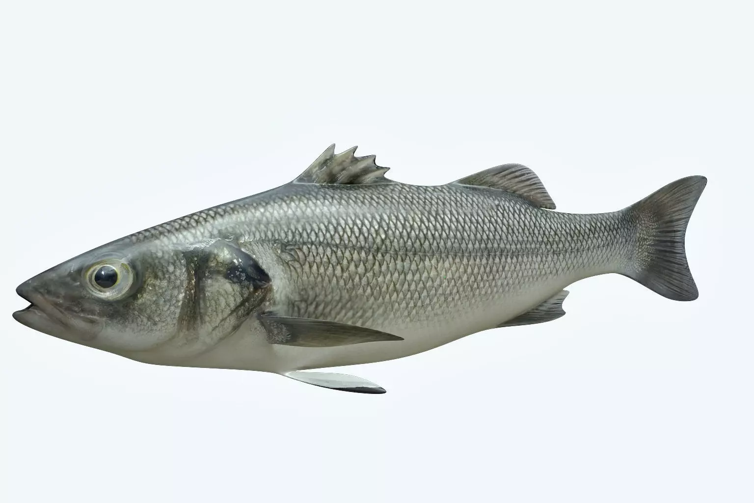 Barfish shark flying in sky 3D model_0