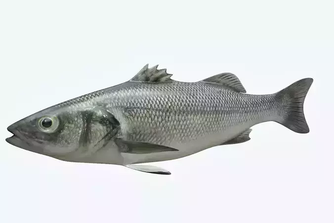 Barfish shark flying in sky