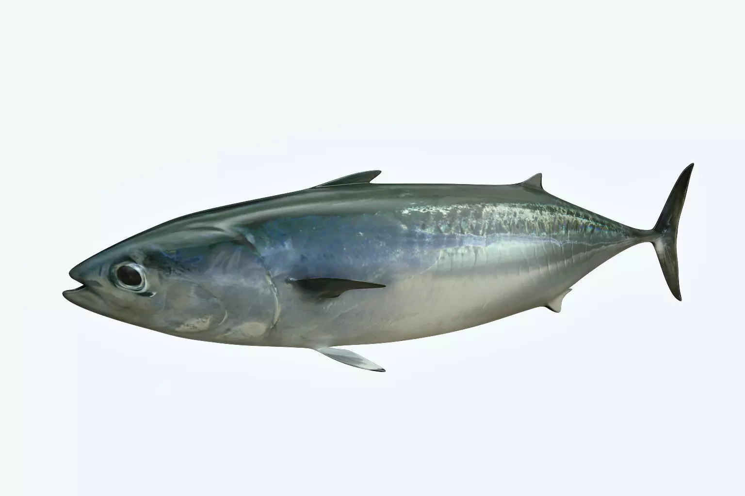 Bonite Fish 3D model