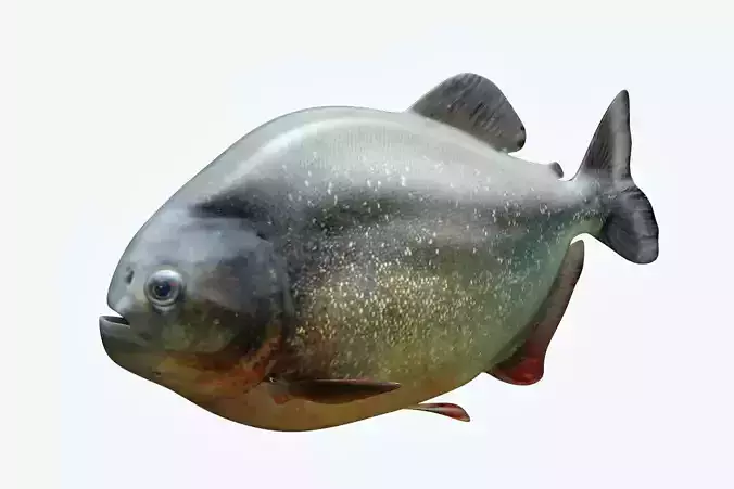 Piranha 2 fish with eyes