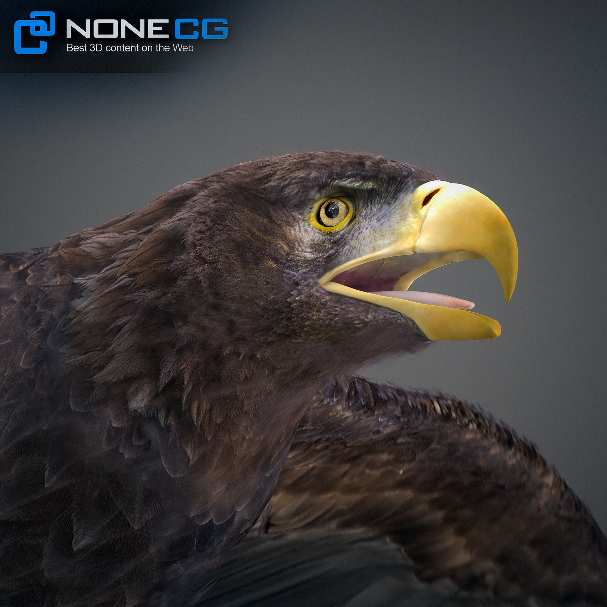 Animated Golden Eagle 3D model_2
