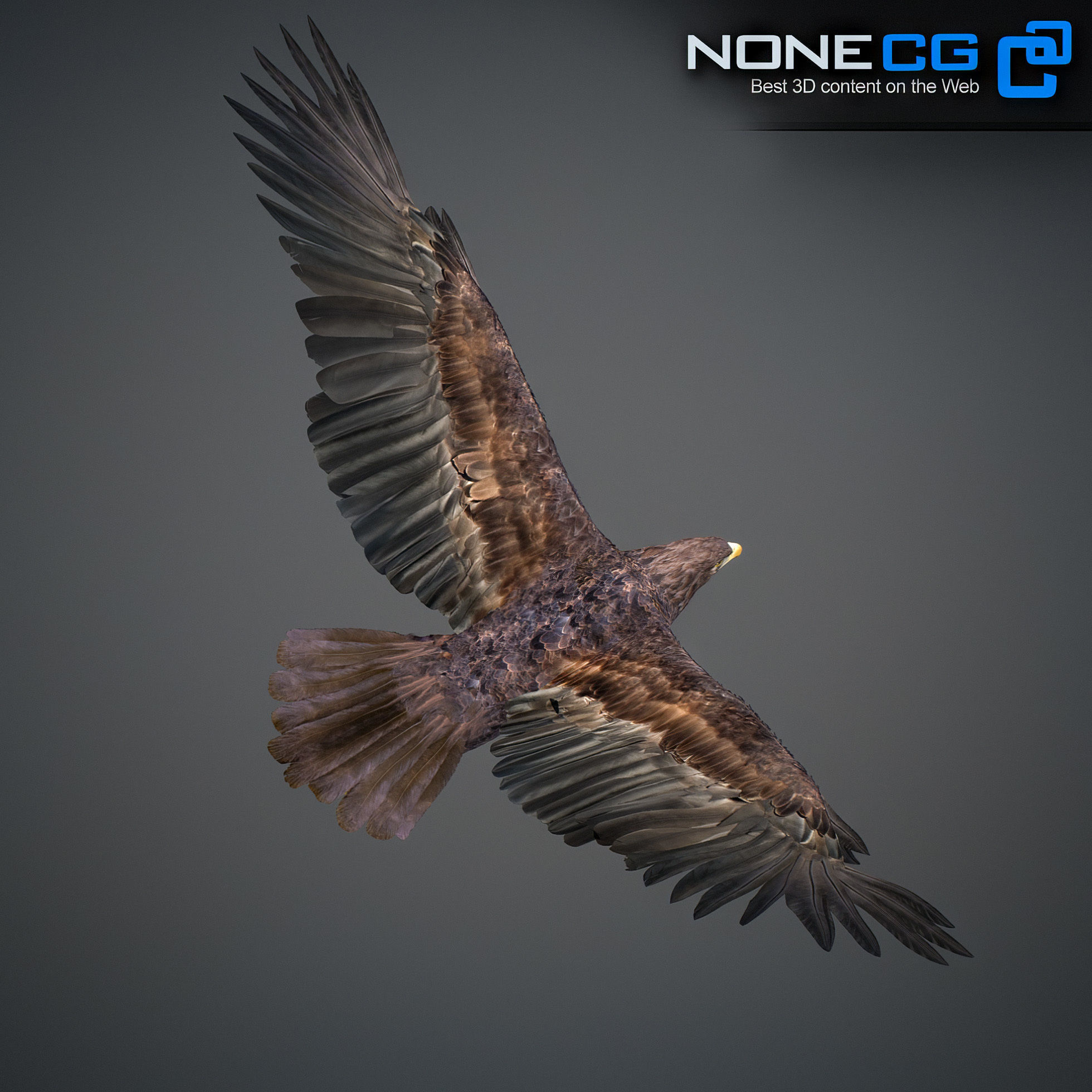 Animated Golden Eagle 3D model_22