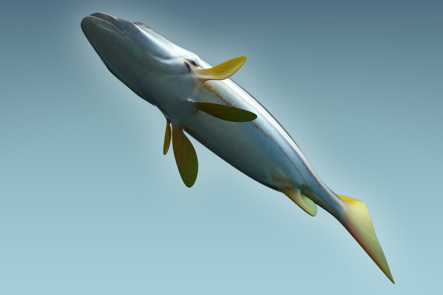 Snapper Fish 3D model_6