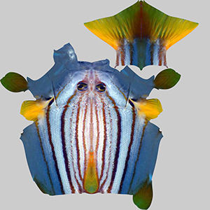 Snapper Fish 3D model_9