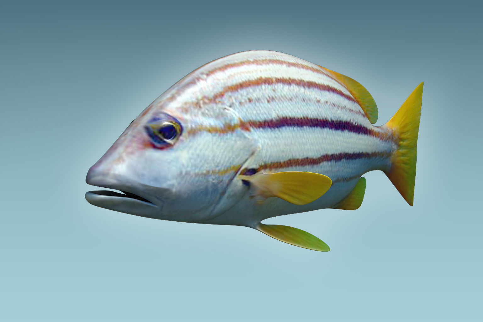 Snapper Fish 3D model_4